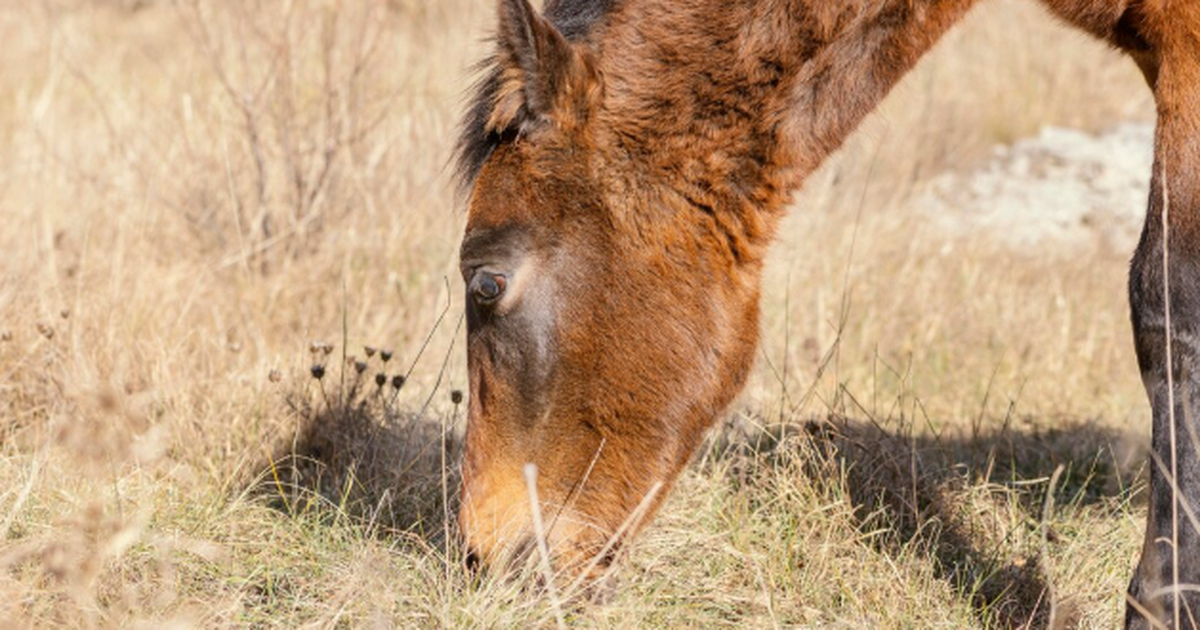 На территории Чернобыльского радиационно-эколог...