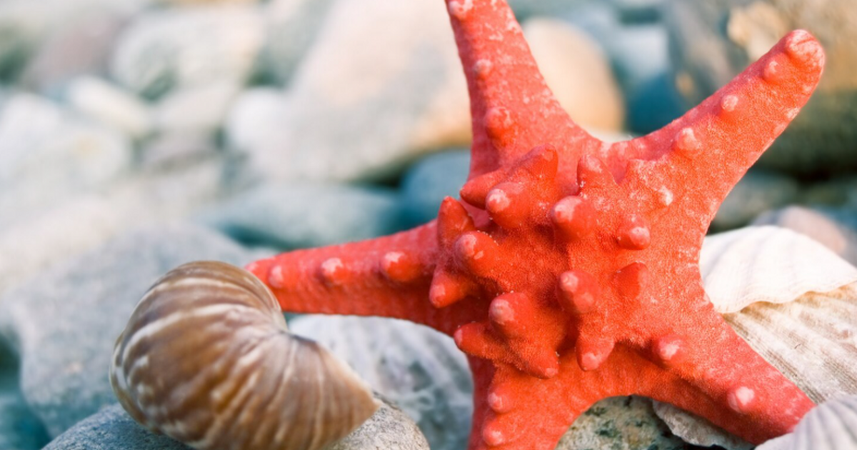 ТИБОХ ДВО РАН в Приморье выделил два новых цере...