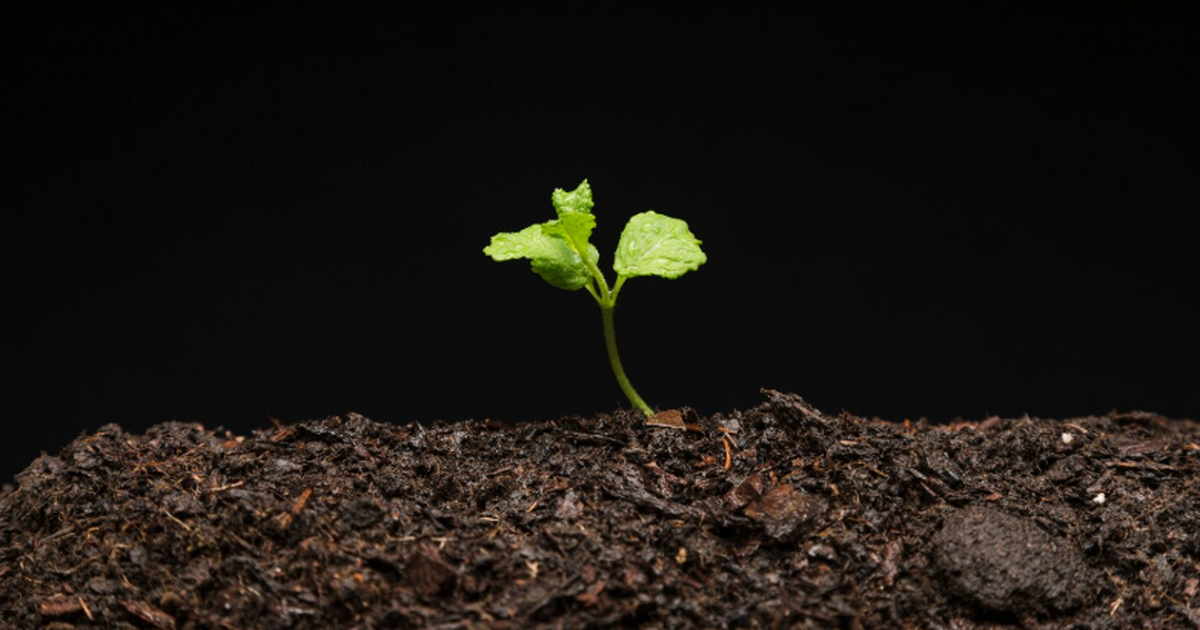 Палеогенетики изучили растительные остатки внут...
