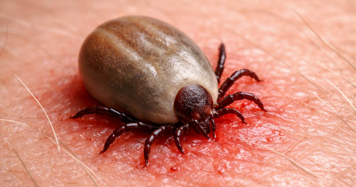 На юге России активизировались клещи Hyalomma. ...