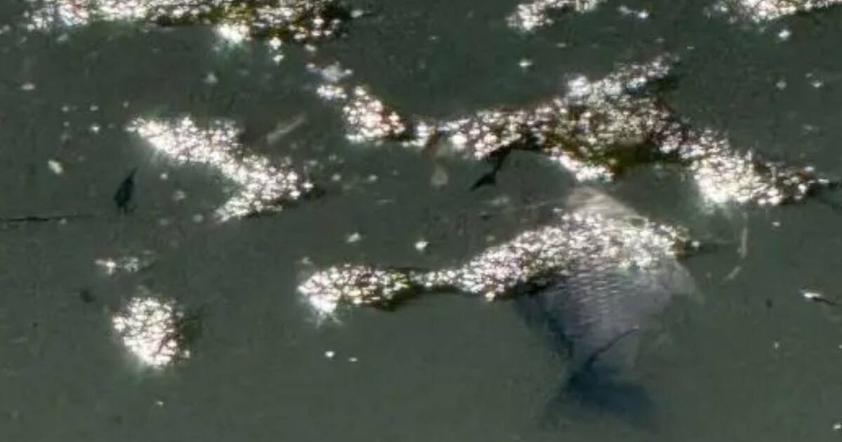 Экологический надзор уже взял ситуацию на контроль