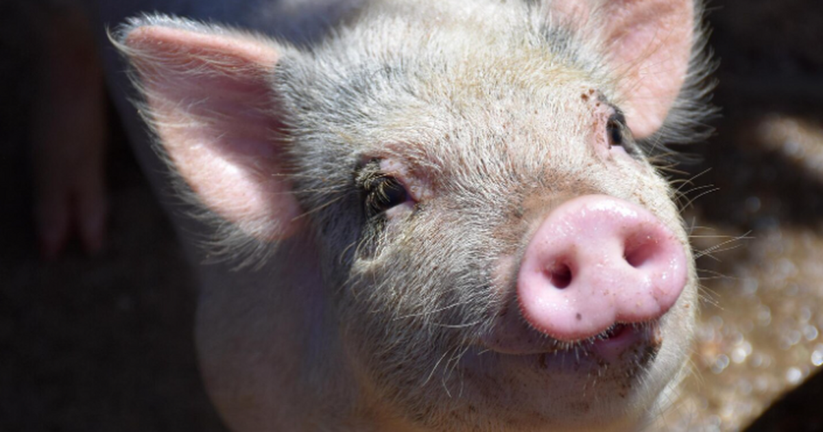 Почти рекорд: свиная почка работала у пациента 271 день Пациенту из Нью‑Гэмпшира Тиму Эндрюсу пересадил...