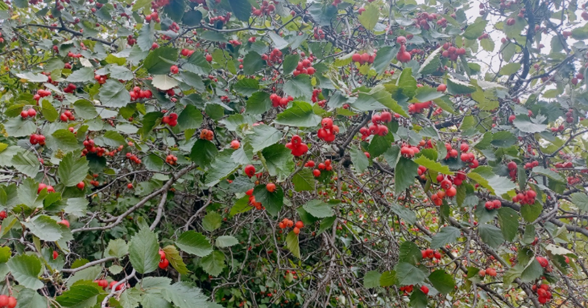 Земляничное дерево вместо грядок: вырастет ли о...