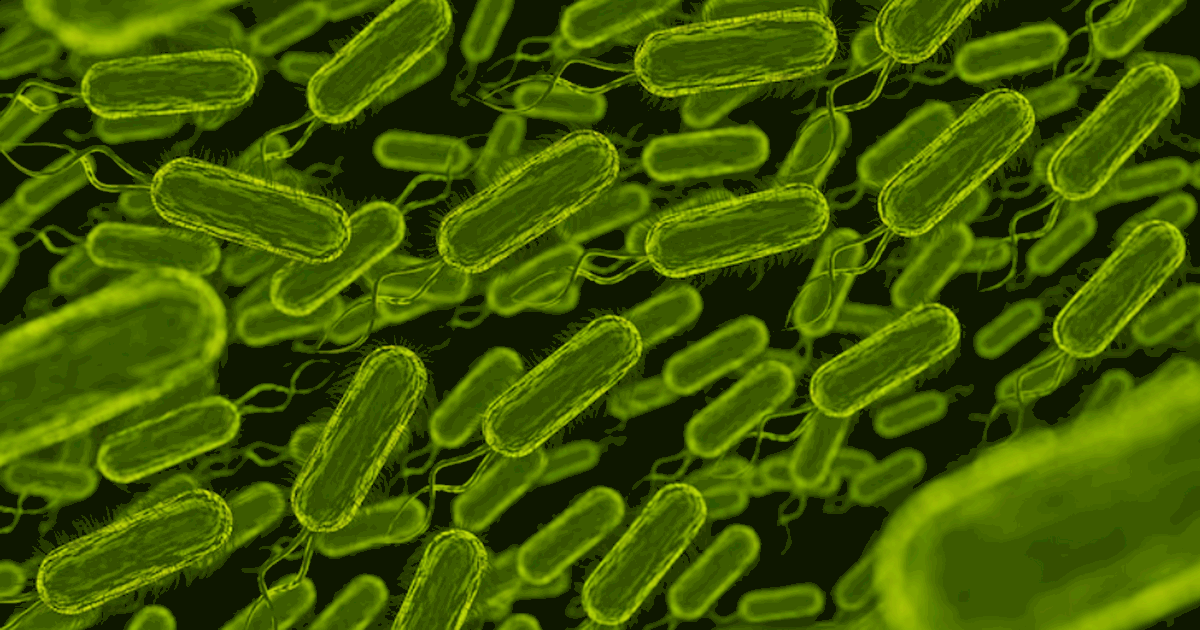 Плотоядная бактерия Vibrio vulnificus распространяется в Европе В Европе фиксируют распространение бактерии Vib...