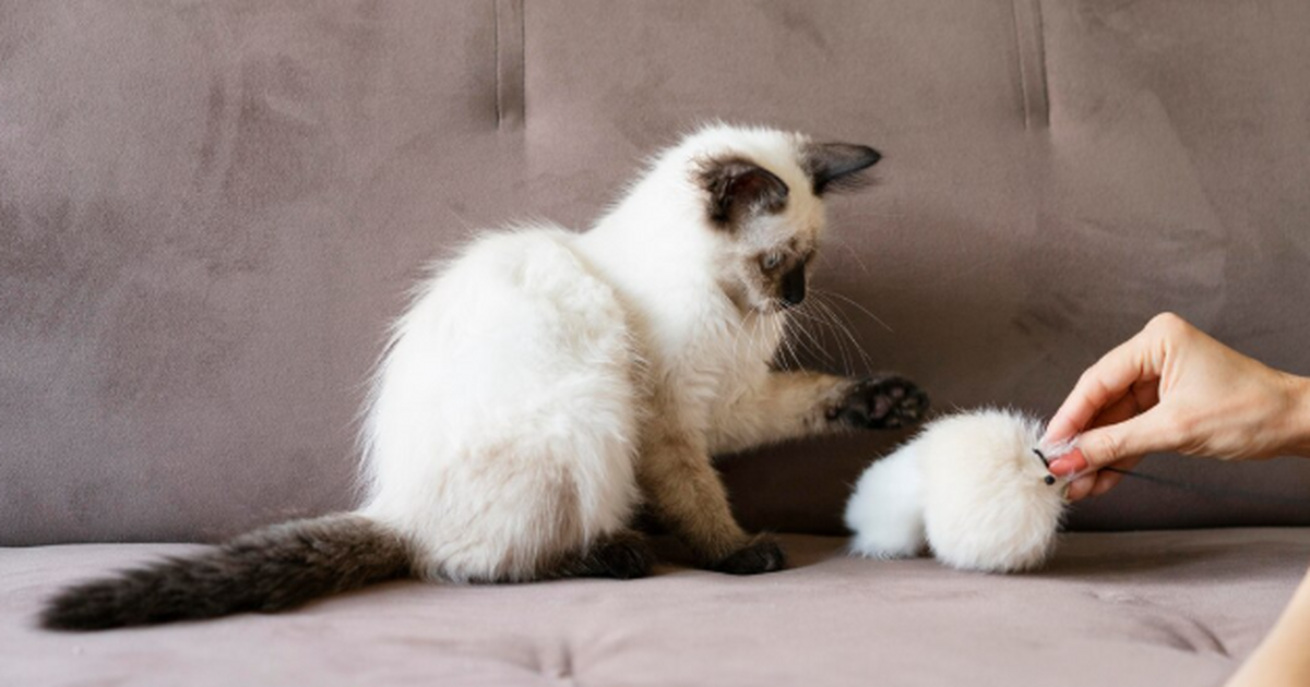 Учёные выяснили, каких людей на самом деле любят кошки: дело тут не в еде Стереотип «кошки терпят людей из‑за миски и тёп...