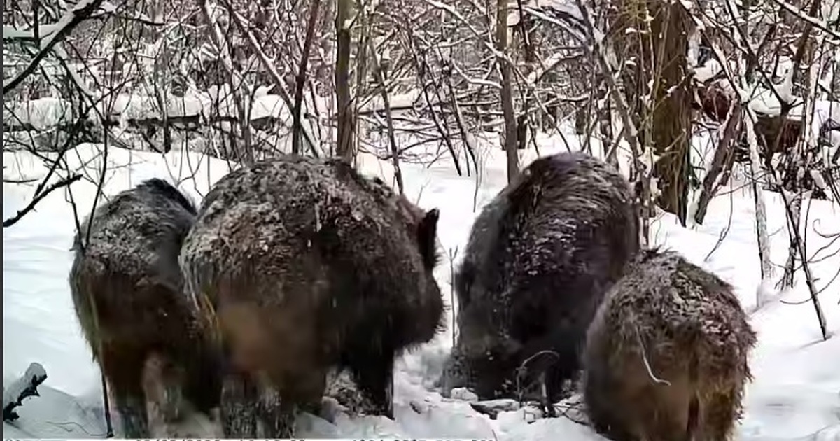 Кабаны используют особую стратегию передвижения