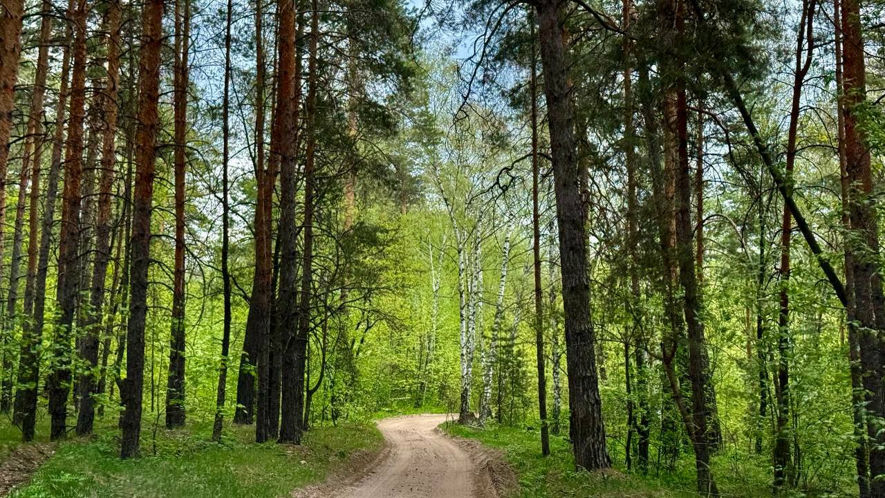 Минприроды Самарской области опровергло информацию о приватизации 41,63 га леса Участок передается в аренду для целей рекреации...