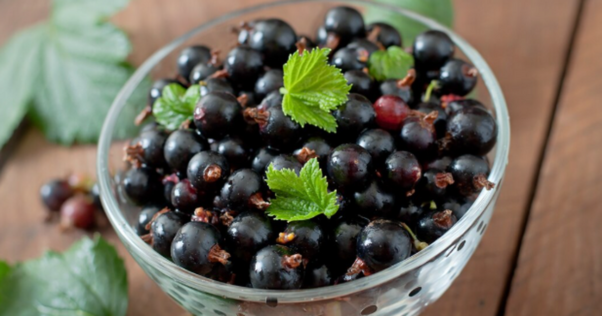 Как размножить красную смородину осенью: просто...