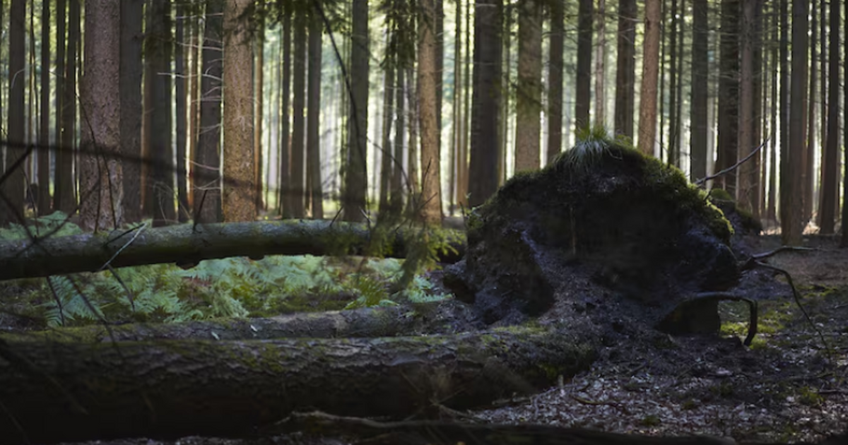 В штате Алабама обнаружили тела пропавшей женщи...