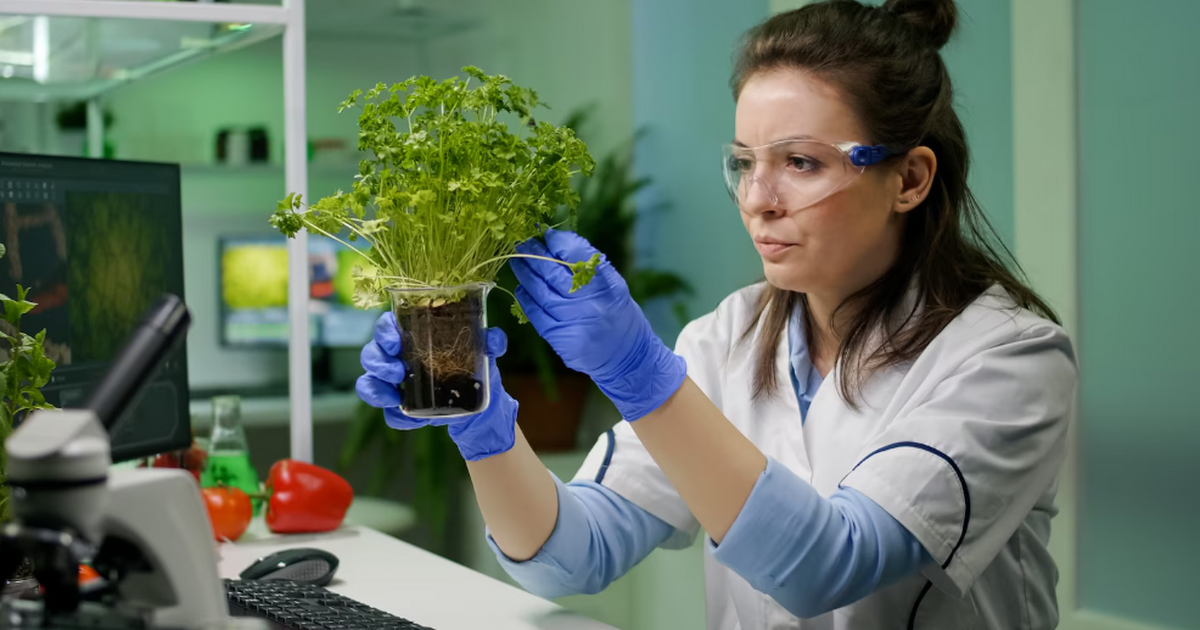 Паразитическое растение рода Balanophora практи...