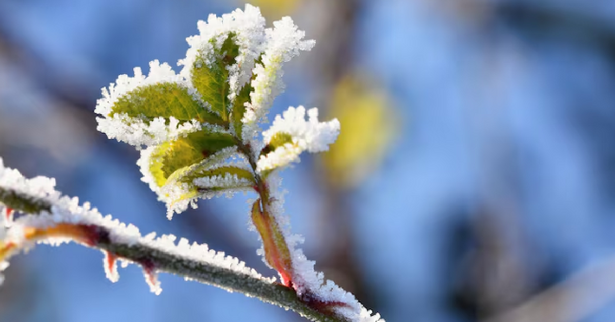 «Не мороз, а нечто похуже»: зима 2026 будет тёплая и непредсказуемая - как подготовиться Российские синоптики, на которых ссылается РИА ...