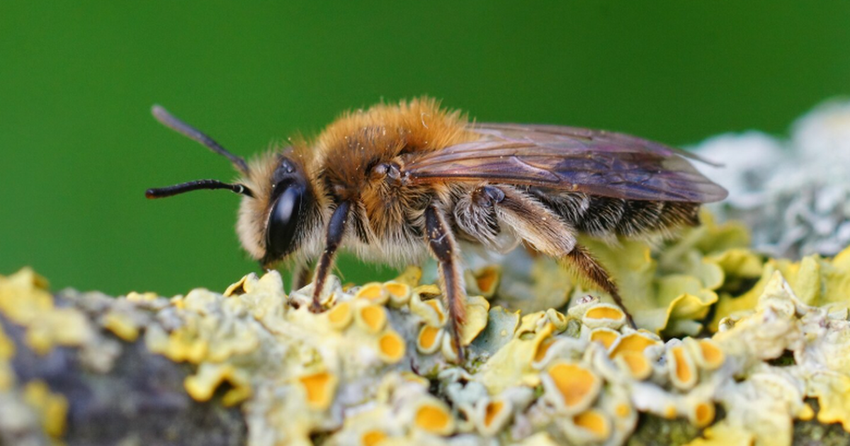 PLoS Biology: у красного каменщика найден ген определения пола Исследовательская группа Мэттью Уэбстера секвен...