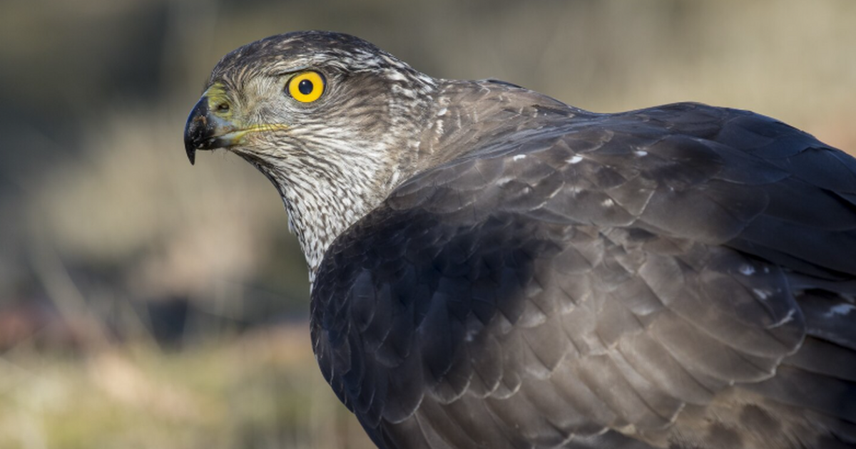 В США произошёл необычный инцидент на дороге.