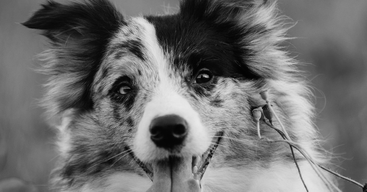 В Ленобласти во время тренировки были застрелен...