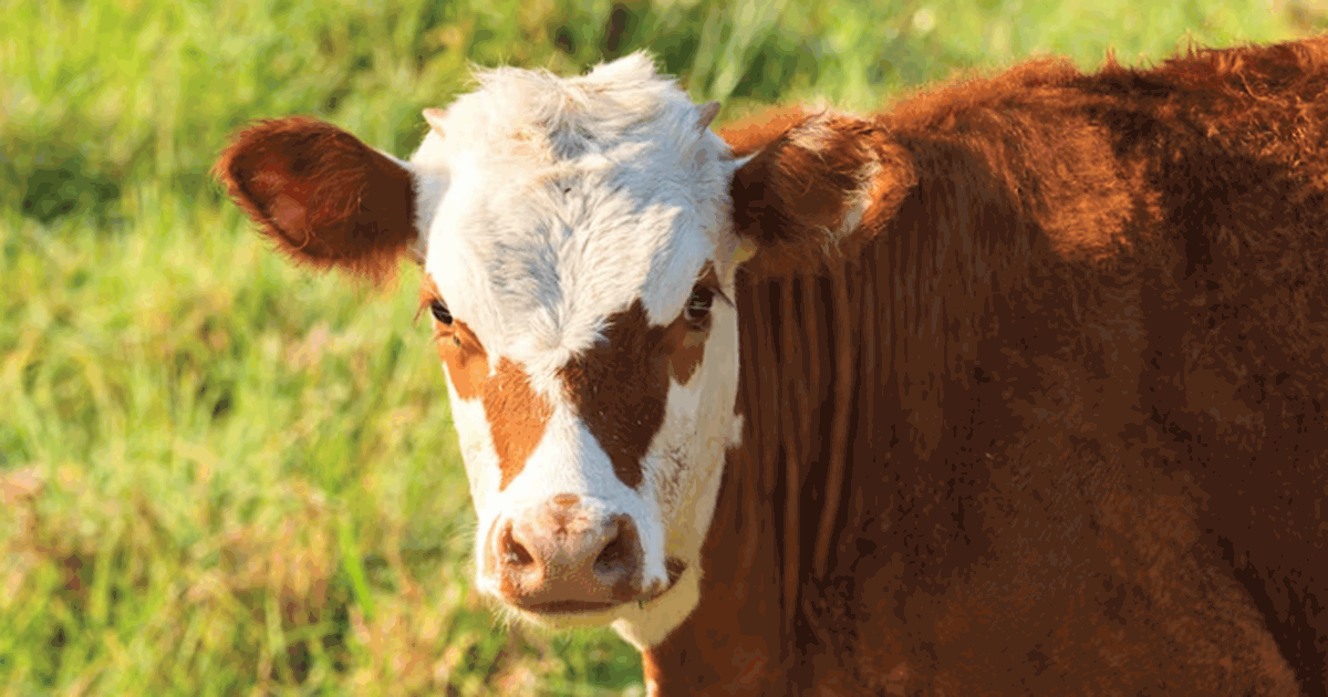 В посёлке Стройкерамика под Самарой выявили всп...