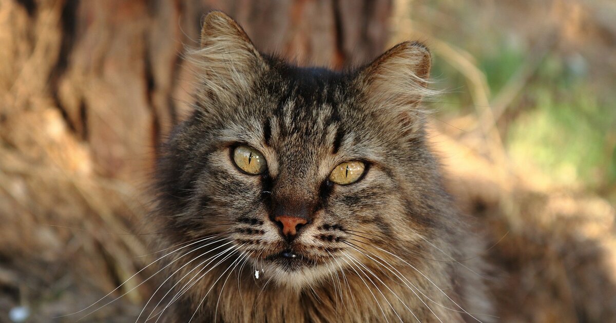 Они считались почти исчезнувшими