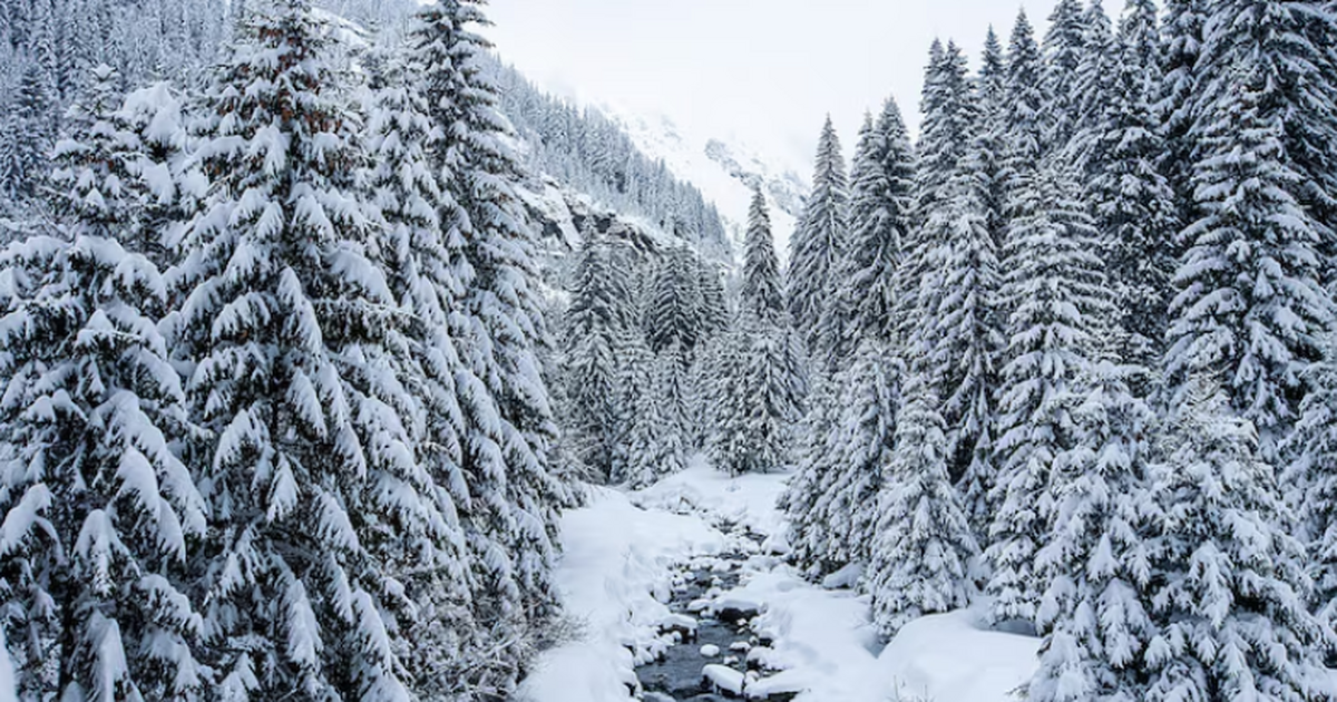 Судмедэксперт Аулов: возможны три сценария исчезновения Усольцевых Отсутствие тел семьи Усольцевых в тайге может о...