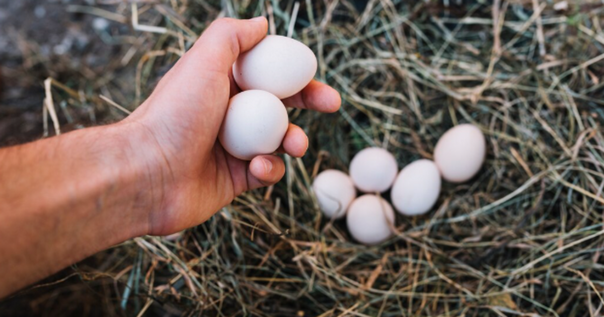 Как запечь яйцо в глине на костре: простой спос...
