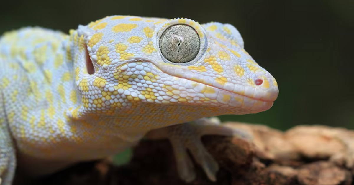 Гекконы в невесомости сохранили игровое поведение: орбитальный эксперимент Специалисты МГУ и НИИ Морфологии человека отпра...