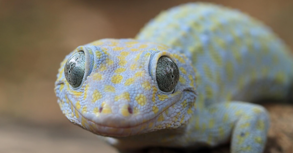 Во Вьетнаме в заповеднике Копия учёные нашли но...