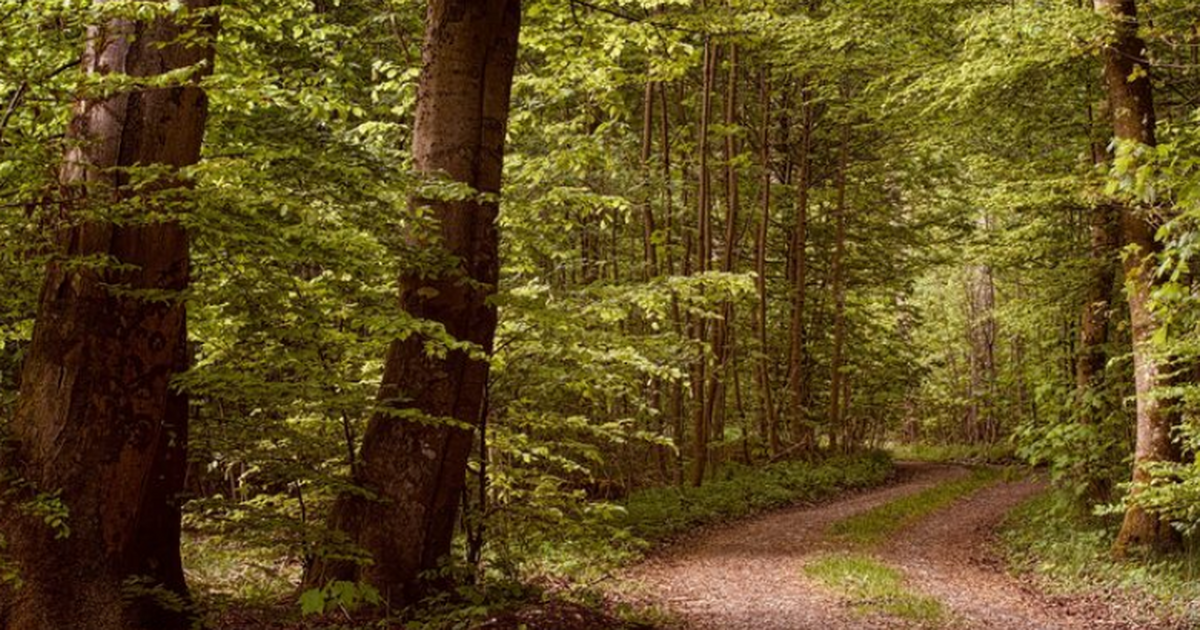 Ученые из Воронежа подключились к проекту восст...