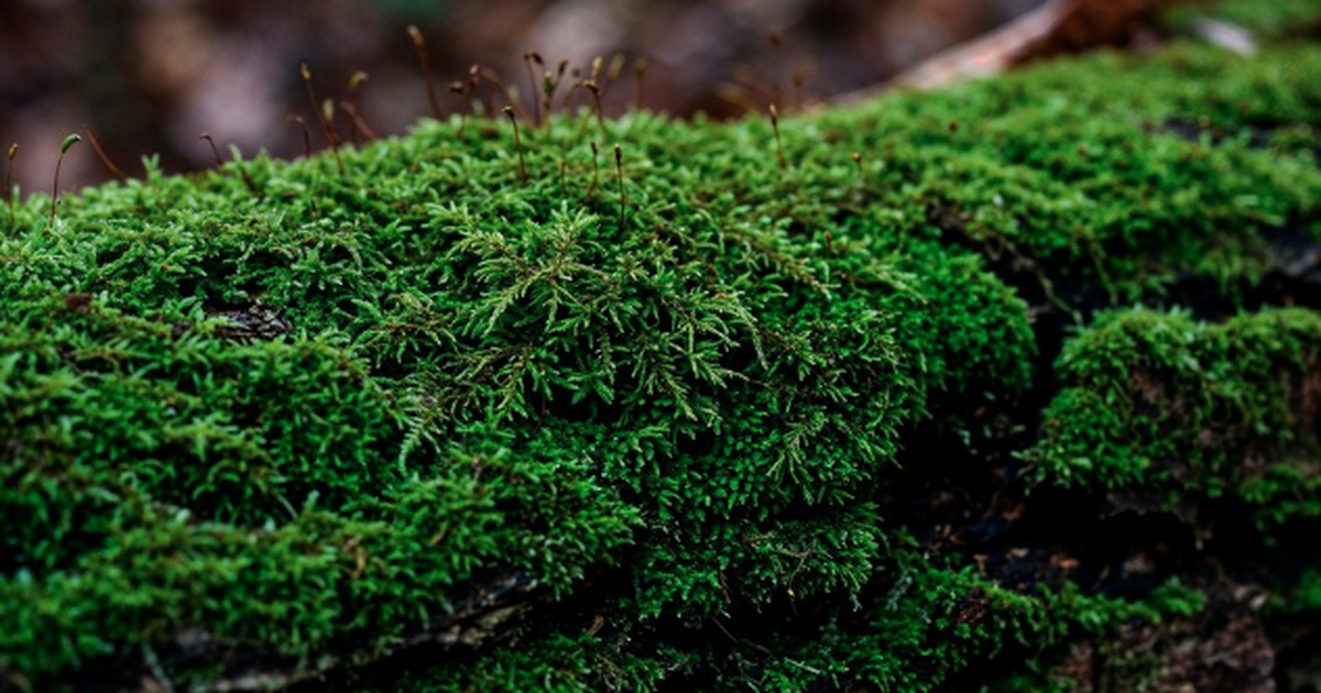 Маленький кусочек мха стал ключевой уликой в ра...