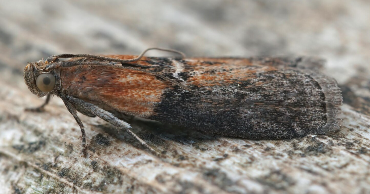 Ученые обнаружили в Красноярске новый для науки...