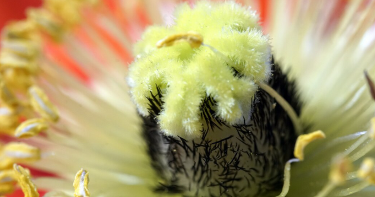 Ученые: Необычный цветок опроверг классическую модель эволюции растений Ботаники провели масштабное исследование, показ...