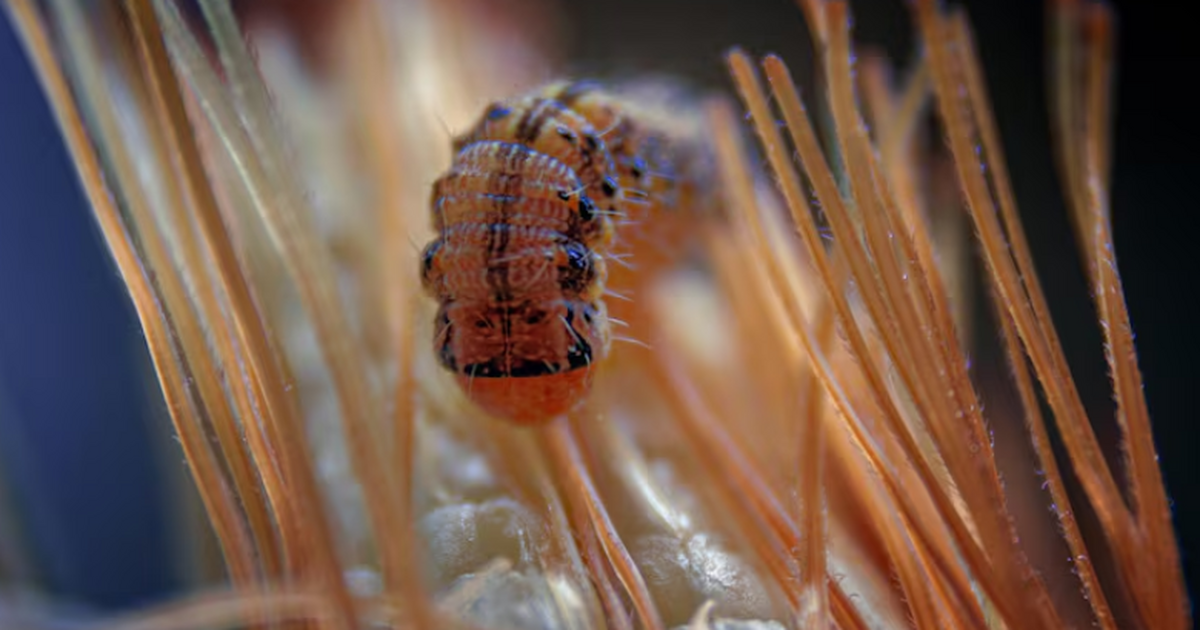 Найден похожий на собаку морской червь в Белом море Учёные МГУ нашли новый вид морского червя в Бел...