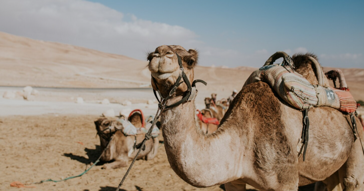 Эксперт Лариса Алешина рассказала о мошенническ...