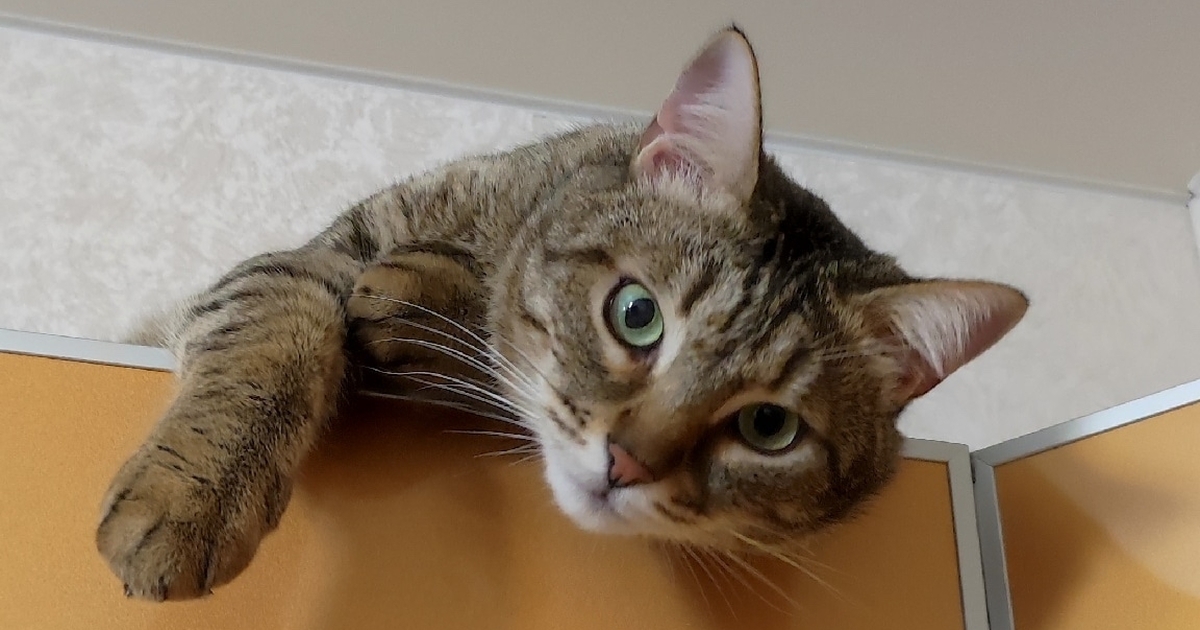 Кот Тихон из Самары ищет новых хозяев из-за аллергии у ребенка Кот готов стать членом новой семьи