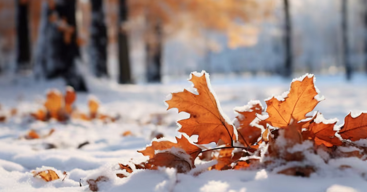 Вильфанд: стоит ли ожидать новых снегопадов ближайшую неделю Снега не будет: в Москве покров не сформируется...