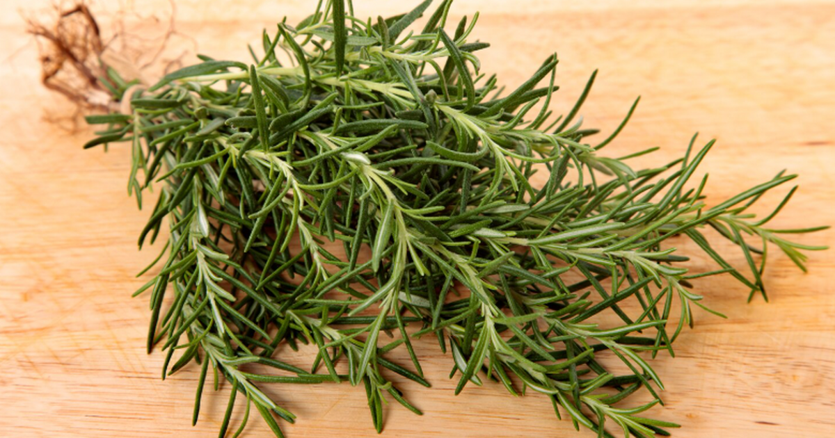 Кислота из розмарина ускорила заживление кожи без рубцов у мышей Компоненты листьев розмарина могут способствова...