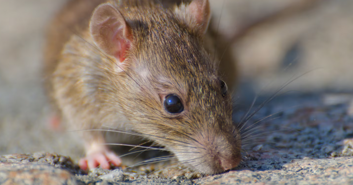 С приходом весны возрастает риск заражения гемо...