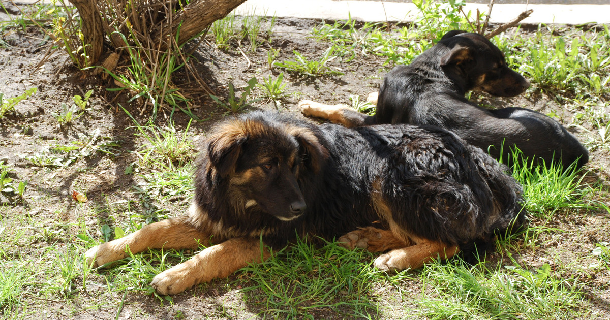 Дело было возбуждено по итогам изучения публика...