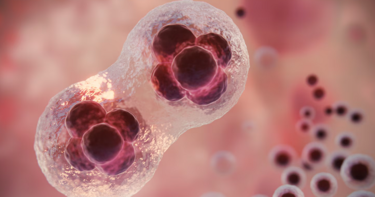 Биологи выяснили, как эмбриональные клетки спос...