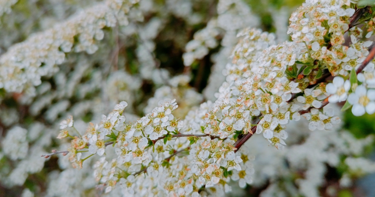 Майские 2026: дачный спринт вместо привычных ка...