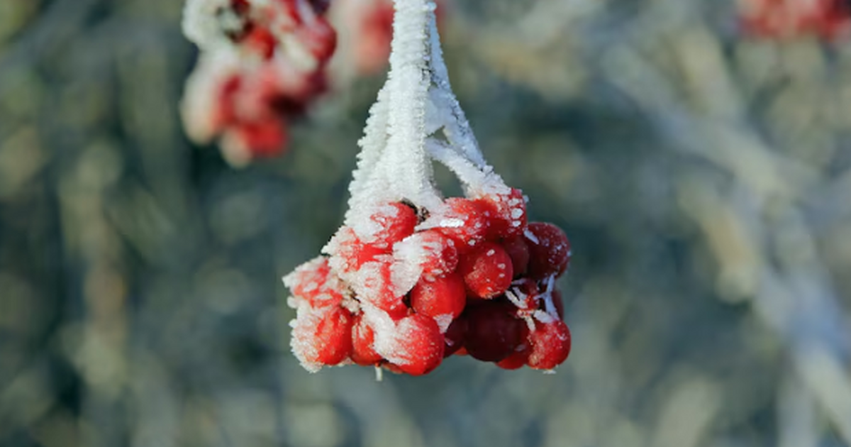 Снег, гололёд и температурные качели: погода в ...