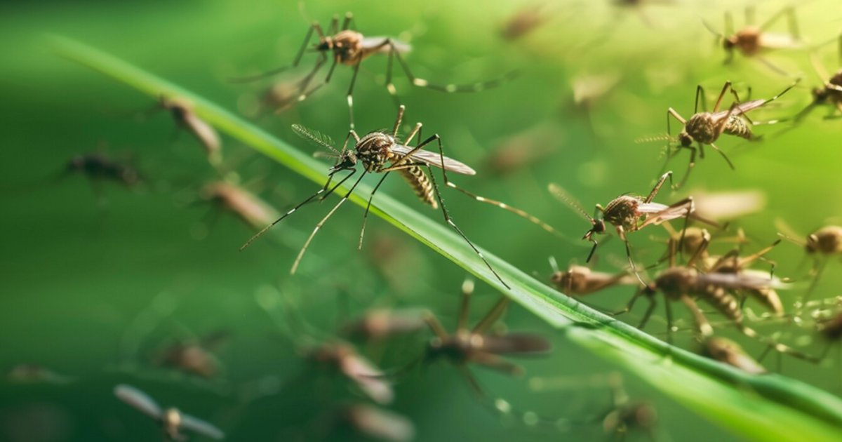 Весной в России комары могут активизироваться, ...