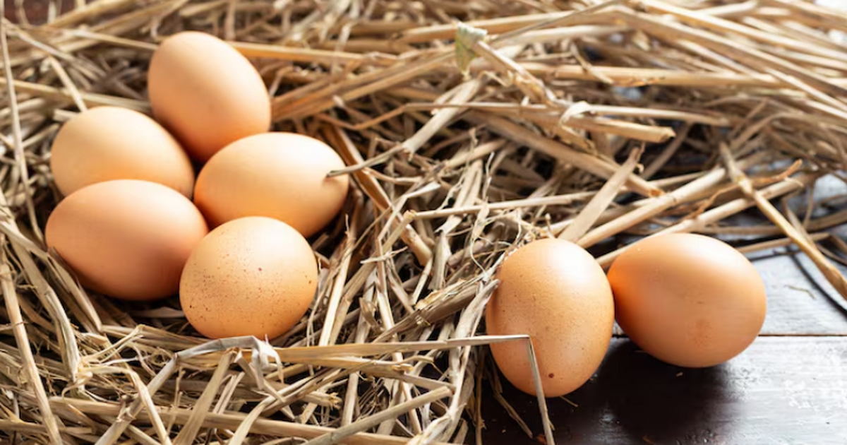 Обычные куриные яйца могут играть заметную роль...