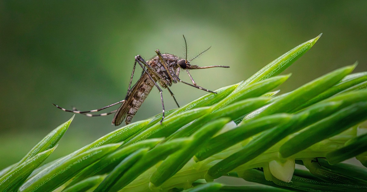 Клетки сохраняют свою жизнеспособность