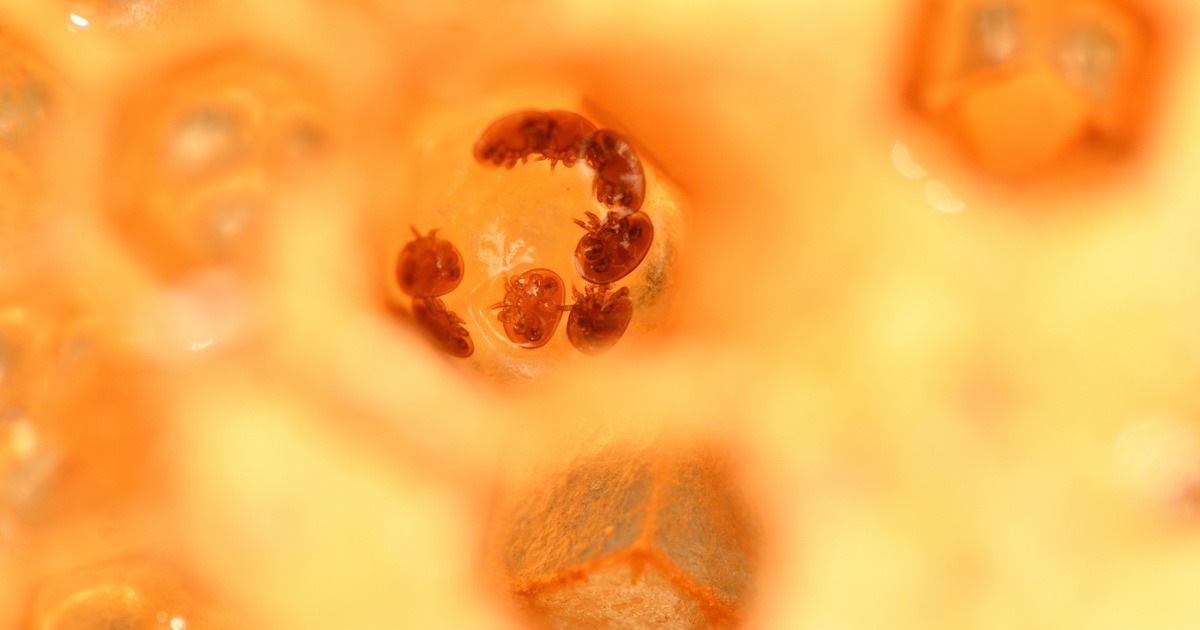 Ученые разгадали 40-летнюю загадку паразита сонной болезни Паразит Trypanosoma brucei избегает иммунной си...