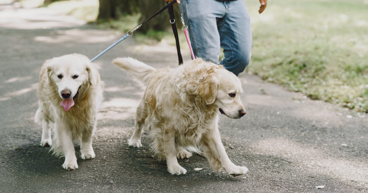 Юрист МГЮА объяснила, что владельцы собак могут...
