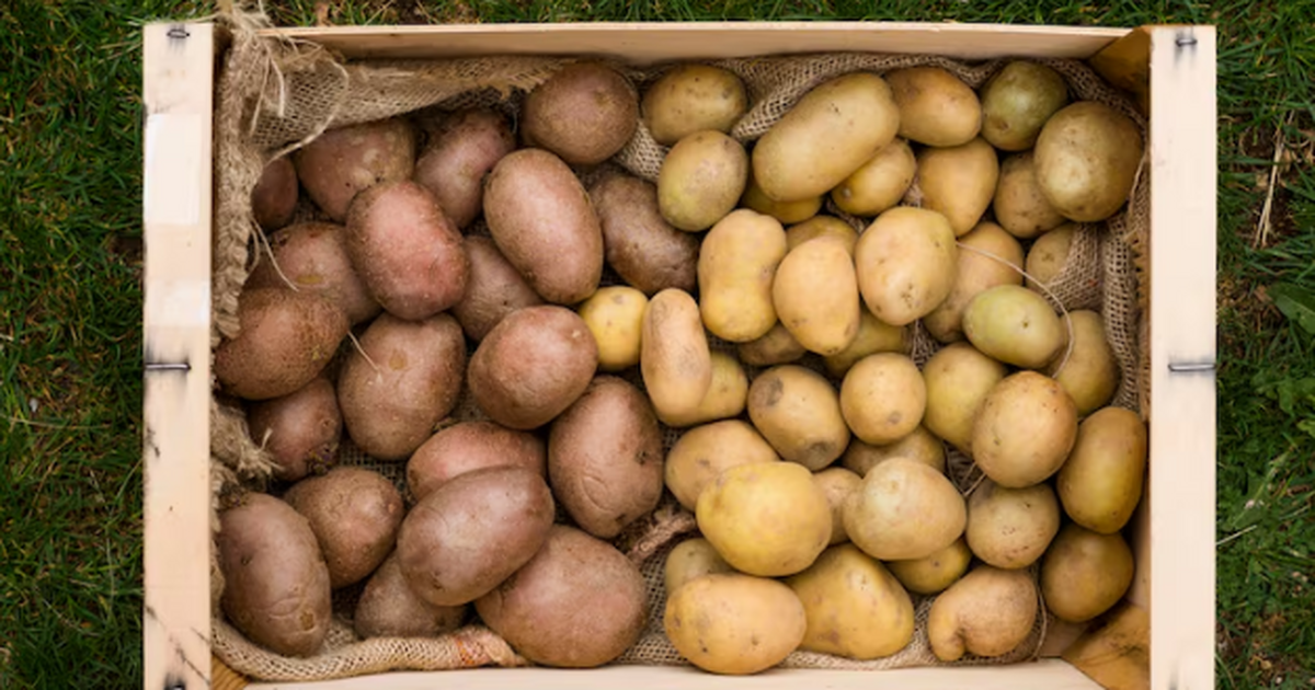 Окучивание с подкормкой: простой приём, значительно повышающий урожайность и качество картофеля Картофель сам себя не вырастит. Но есть две вещ...