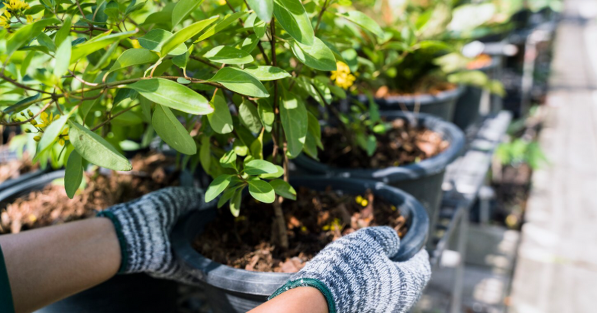 Поглаживание саженцев помогает им вырасти крепкими и сильными Учёные подтвердили, что лёгкое прикосновение к ...
