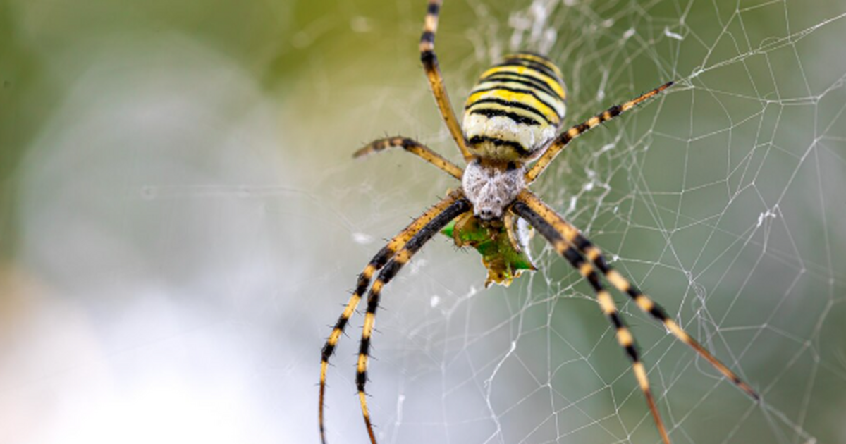 Арахнологи описали ранее неизвестный вид пауков...