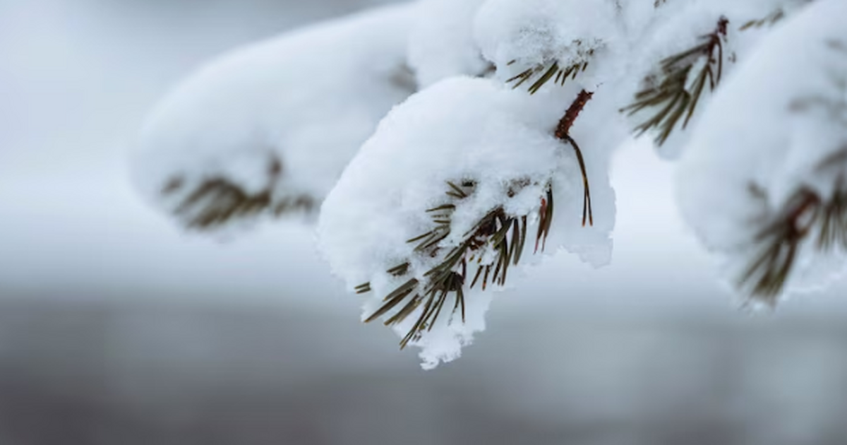 Январь в Самарской области: снег больше нормы и...