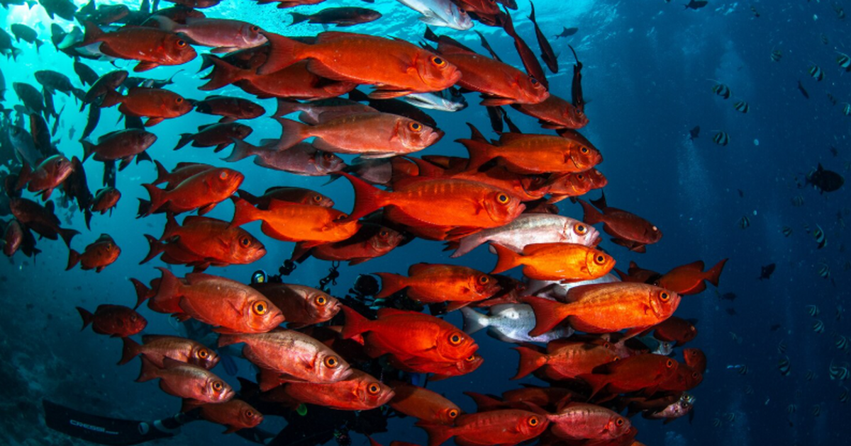 В Красноярске создали биоразлагаемую пищевую пленку из отходов рыбы Ученые разработали экологичную упаковочную плен...