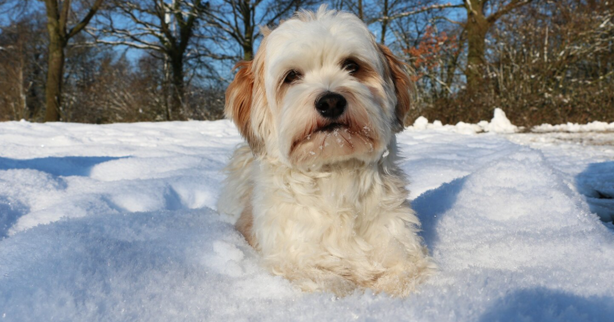 Зоопсихолог Варвара Лукьянова объяснила, что бо...