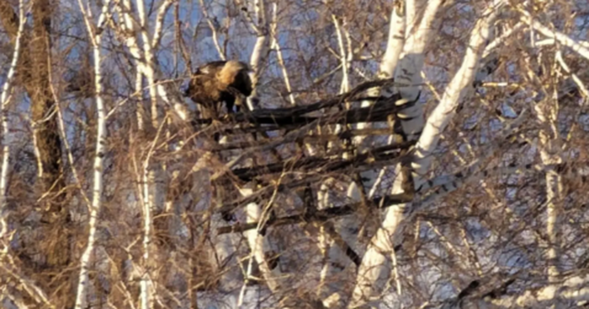 Одна из птиц уже замечена в районе Алтай-горы в...